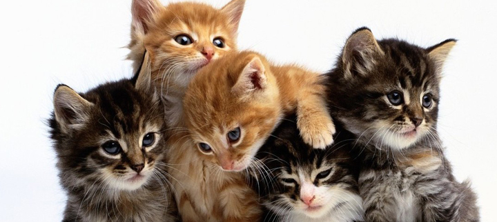 Zoonoses alerta para doença que causa lesões em gatos